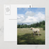 ホワイトホースアットパスチャー ポストカード (正面/裏面)