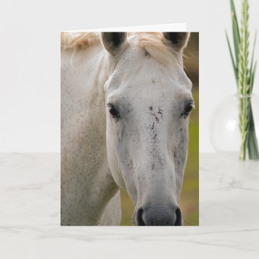 ホワイトホースポートレート カード (正面)