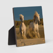 ホワイトホースランニングズオンビーチ | Camargg，フランス フォトプラーク (正面)