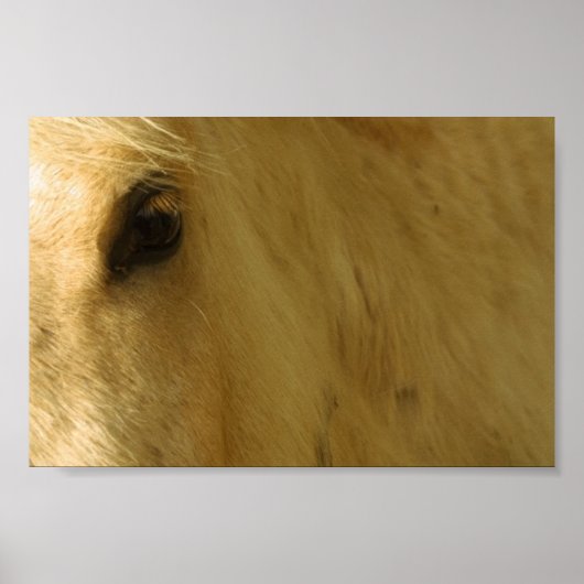 ホワイトホース閉じる ポスター (正面)