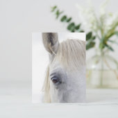 ホワイトホース顔クローズアップ写真 ポストカード (スタンド正面)