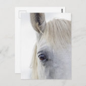 ホワイトホース顔クローズアップ写真 ポストカード (正面/裏面)