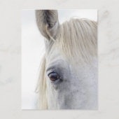 ホワイトホース顔クローズアップ写真 ポストカード (正面)