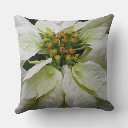 ホワイトポインセチアエレガントクリスマスホリデーフローラ クッション (裏面)