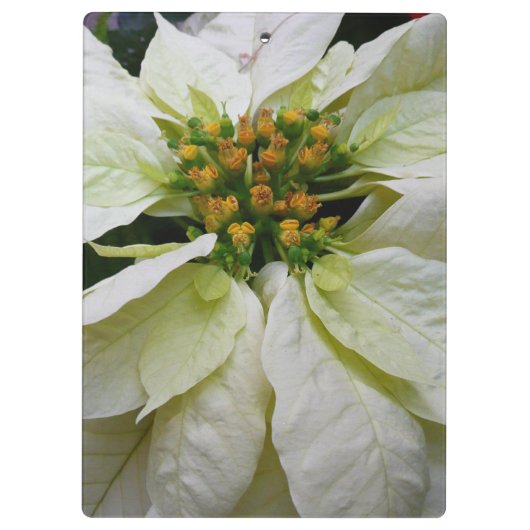 ホワイトポインセチアエレガントクリスマスホリデーフローラ クリップボード (裏面)
