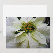 ホワイトポインセチアエレガントクリスマスホリデーフローラ シーズンカード (正面/裏面)