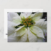 ホワイトポインセチアエレガントクリスマスホリデーフローラ シーズンポストカード (正面/裏面)