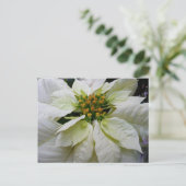 ホワイトポインセチアエレガントクリスマスホリデーフローラ シーズンポストカード (スタンド正面)