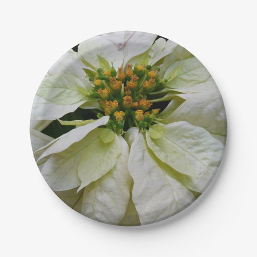 ホワイトポインセチアエレガントクリスマスホリデーフローラ ペーパープレート (正面)