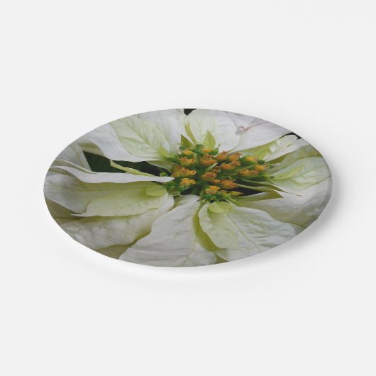 ホワイトポインセチアエレガントクリスマスホリデーフローラ ペーパープレート (アングル)