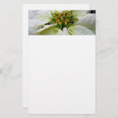 ホワイトポインセチアエレガントクリスマスホリデーフローラ 便箋 (正面/裏面)