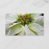 ホワイトポインセチアエレガントクリスマスホリデーフローラ 名刺 (裏面)