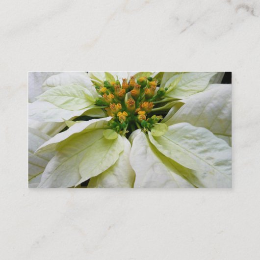 ホワイトポインセチアエレガントクリスマスホリデーフローラ 名刺 (裏面)