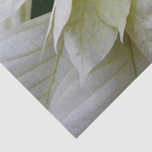 ホワイトポインセチアエレガントクリスマスホリデーフローラ 薄葉紙 (詳細)