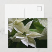 ホワイトポインセチアグリーンホリデークリスマス シーズンポストカード (正面/裏面)