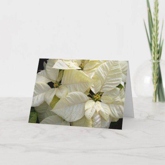 ホワイトポインセチア シーズンカード (正面)