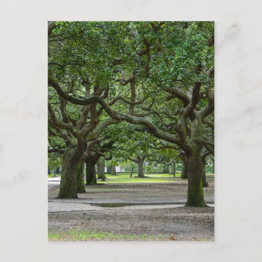 ホワイトポイントガーデンズパインタリー ポストカード (正面)