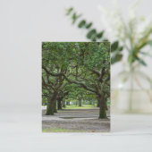 ホワイトポイントガーデンズパインタリー ポストカード (スタンド正面)