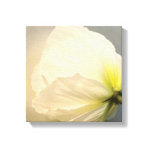 ホワイトポピー