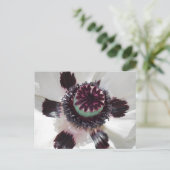 ホワイトポピー ポストカード (スタンド正面)