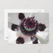 ホワイトポピー ポストカード (正面/裏面)
