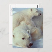 ホワイトポーラベア科 ポストカード (正面/裏面)