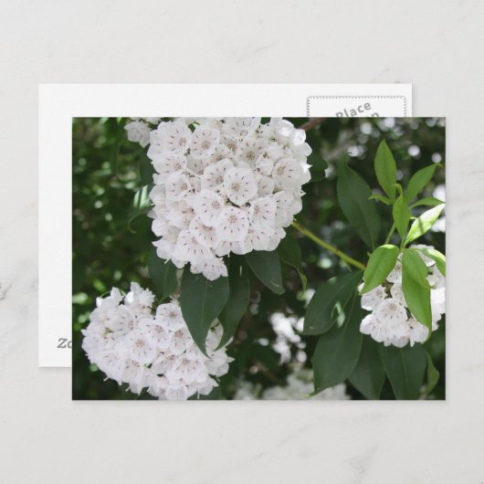 ホワイトマウンテンローレルフラワーズ ポストカード (正面/裏面)