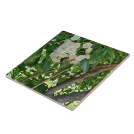 ホワイトマウンテンローレル低木の枝 タイル