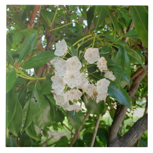 ホワイトマウンテンローレル葉アットサンダウン タイル (正面)