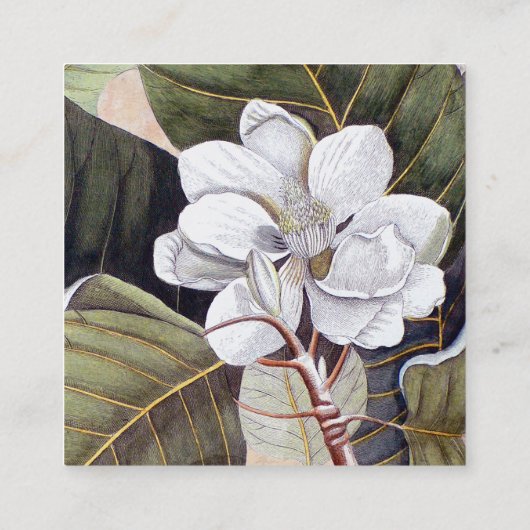 ホワイトマグノリアフラワーヴィンテージ植物学 スクエア名刺 (裏面)
