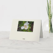 ホワイトマグノリア写真植物学 サンキューカード (裏面)