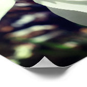 ホワイトマグノリア花咲きアップ ポスター (角)