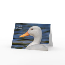 ホワイトマラードアヒル