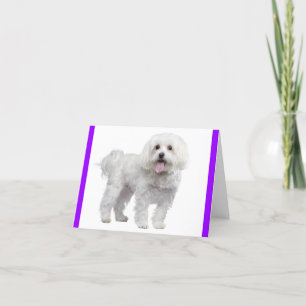 ホワイトマルチーズの子犬:こんにちは恋しく思、あなた、愛 サンキューカード