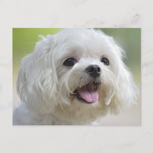 ホワイトマルチーズドッグ ポストカード (正面)