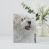 ホワイトマルチーズパピーポストカード ポストカード (スタンド正面)