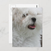 ホワイトマルチーズパピーポストカード ポストカード (正面/裏面)