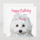 ホワイトマルチーズ柔らかい甘さ シーズンカード (正面/裏面)