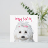 ホワイトマルチーズ柔らかい甘さ シーズンカード (スタンド正面)