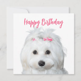 ホワイトマルチーズ柔らかい甘さ シーズンカード