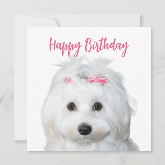 ホワイトマルチーズ柔らかい甘さ シーズンカード (正面)