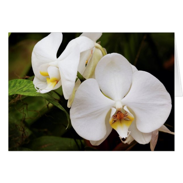 ホワイトムーンオーキッド (Phalaenopsis Aphrodite) (正面横)