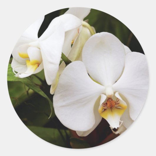 ホワイトムーンオーキッド (Phalaenopsis Aphrodite) ラウンドシール (正面)