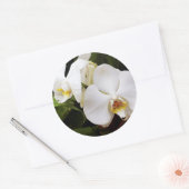 ホワイトムーンオーキッド (Phalaenopsis Aphrodite) ラウンドシール (封筒)