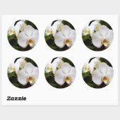 ホワイトムーンオーキッド (Phalaenopsis Aphrodite) ラウンドシール (シート)