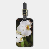 ホワイトムーンオーキッド (Phalaenopsis Aphrodite) ラゲッジタグ (正面縦)