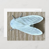 ホワイトモスバグ ポストカード (正面/裏面)