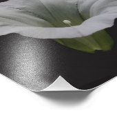 ホワイトモーニンググローリーフラワークローズアップ8x10 フォトプリント            (角)