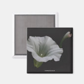 ホワイトモーニンググローリーフラワーフォトマグネット マグネット (正面/裏面)