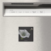 ホワイトモーニンググローリーフラワーフォトマグネット マグネット (インサイチュ (食洗機))